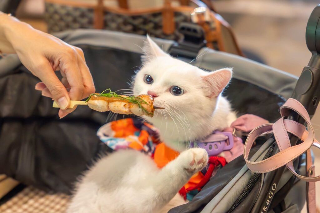 6. Bincho Japanese Charcoal Grilled - 10 ร้านอาหารญี่ปุ่น Pet Friendly พาสัตว์เลี้ยงคู่ใจไปชิลในวันหยุด
