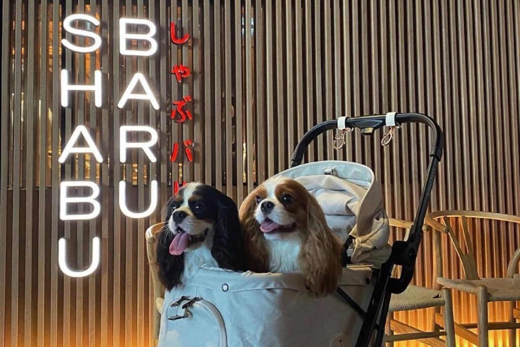 7. Shabu Baru - 10 ร้านอาหารญี่ปุ่น Pet Friendly พาสัตว์เลี้ยงคู่ใจไปชิลในวันหยุด